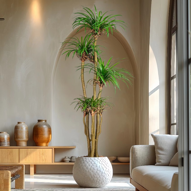 屋内外兼用 ホームツリー 模造ドラセナ・マルギナータ 人工観 - Dracaena Marginata のレビューと価格