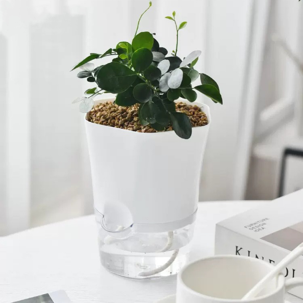 透明プラスチック自己散水植木鉢怠惰な水耕吸水植木鉢多肉植物植 - Aloe Vera Pot のレビューと価格