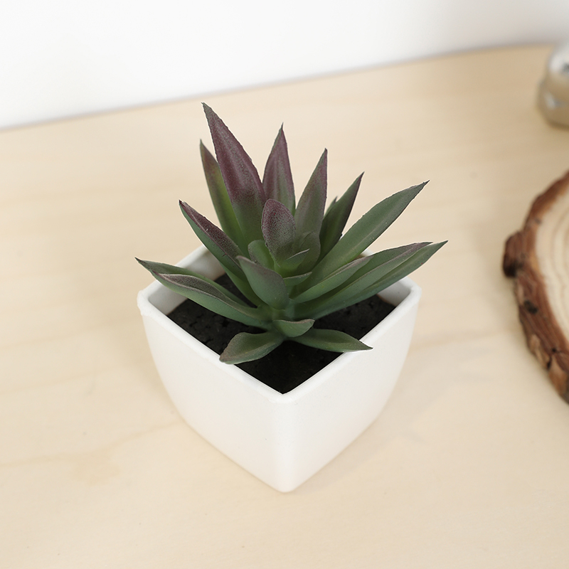 ミニ人工多肉植物フェアリーカップ小さな鉢植え、プラスチック製 - Echeveria Succulent のレビューと価格