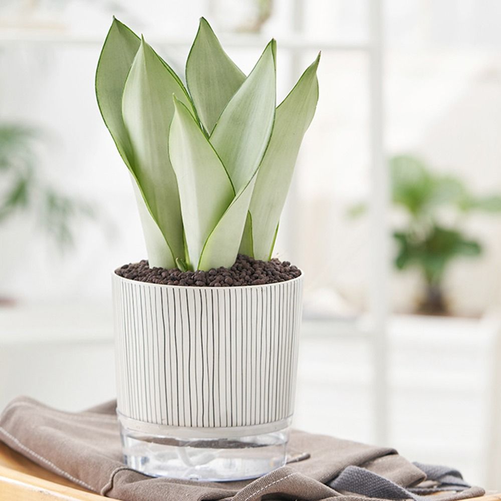 透明な自動給水植木鉢、緑の植物、家庭用盆栽装飾、水容器付きの - Aloe Vera Pot のレビューと価格