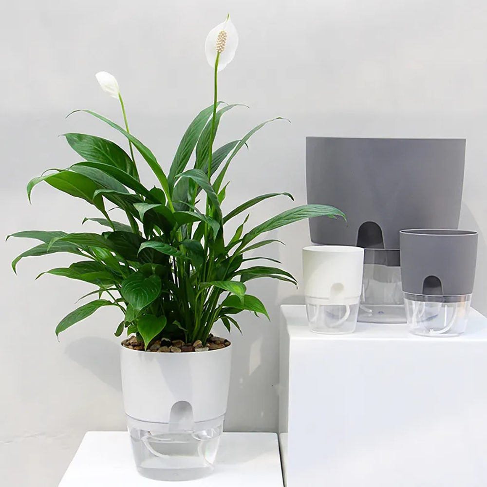 透明二重層プラスチック植木鉢自己散水植木鉢綿ロープ散水植木鉢 - Aloe Vera Pot のレビューと価格