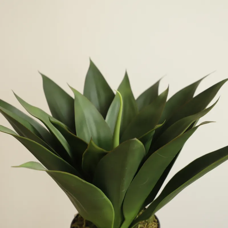 人工アロエベラ盆栽（コンダ・バーバデンシス・ミラー種）プラス - Aloe Vera Pot のレビューと価格