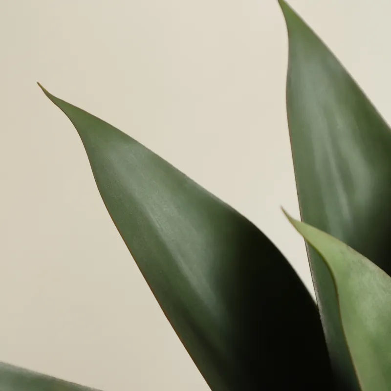 人工アロエベラ盆栽（コンダ・バーバデンシス・ミラー種）プラス - Aloe Vera Pot のレビューと価格